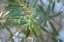 Picture of OLIVE BRANCH CLOSE-UP