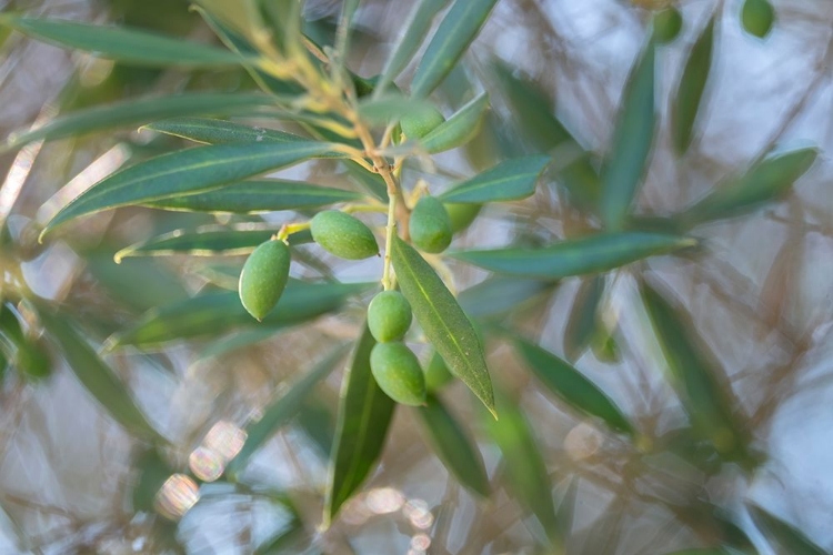 Picture of OLIVE BRANCH CLOSE-UP