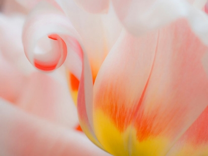 Picture of TULIP CLOSE-UP II