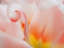 Picture of TULIP CLOSE-UP II