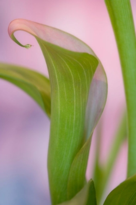Picture of CALLA LILY