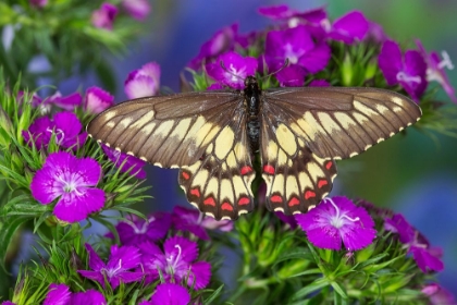 Picture of BUTTERFLY AND PURPLE FLOWERS