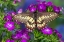 Picture of BUTTERFLY AND PURPLE FLOWERS