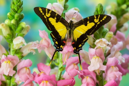 Picture of BUTTERFLY AND PINK FLOWERS