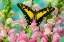 Picture of BUTTERFLY AND PINK FLOWERS