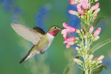 Picture of BROAD-TAILED HUMMINGBIRD