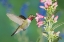 Picture of BROAD-TAILED HUMMINGBIRD