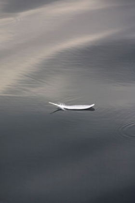 Picture of FLOATING FEATHER