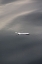 Picture of FLOATING FEATHER