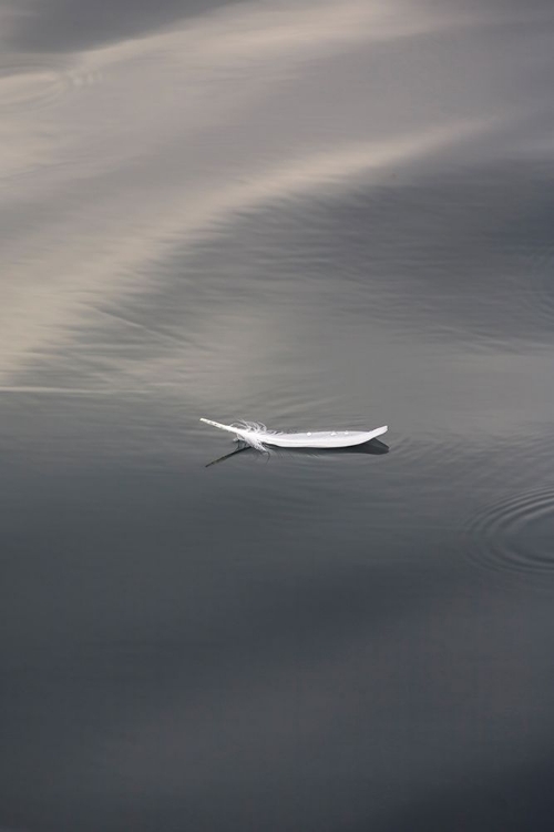 Picture of FLOATING FEATHER