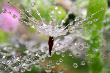 Picture of DANDELION CLOSE-UP