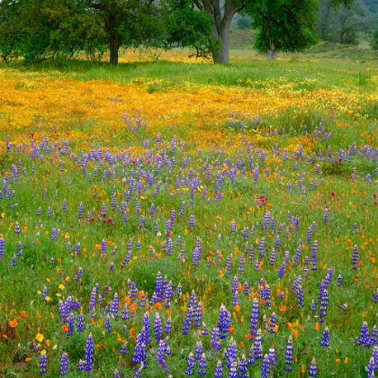 Picture of WOODLAND WILDFLOWERS