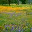 Picture of WOODLAND WILDFLOWERS