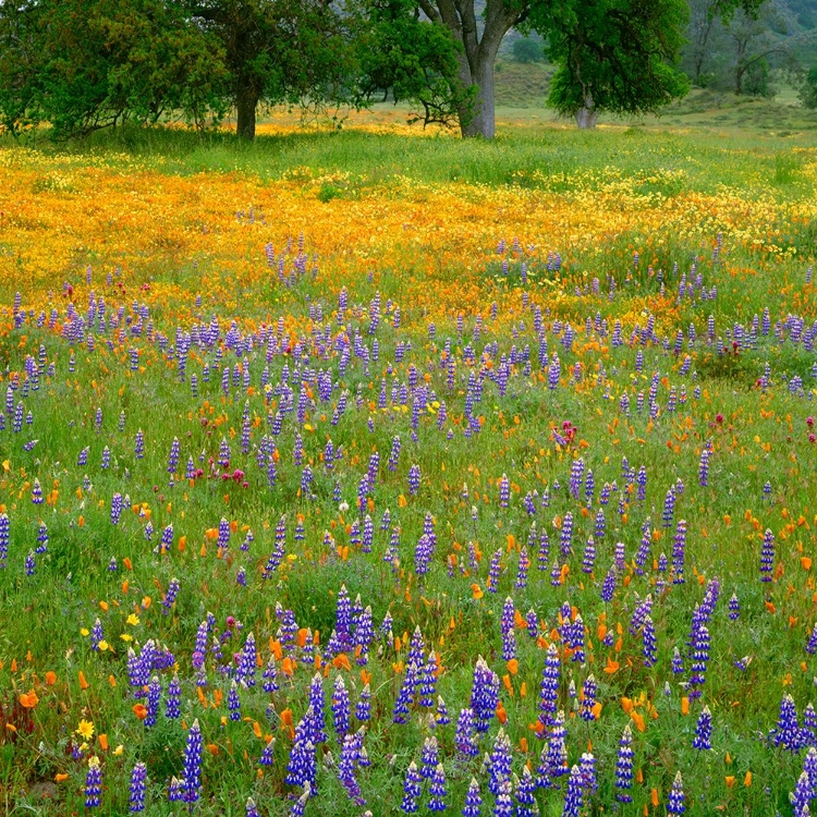 Picture of WOODLAND WILDFLOWERS