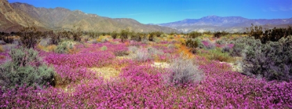 Picture of DESERT WILDFLOWERS