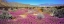Picture of DESERT WILDFLOWERS