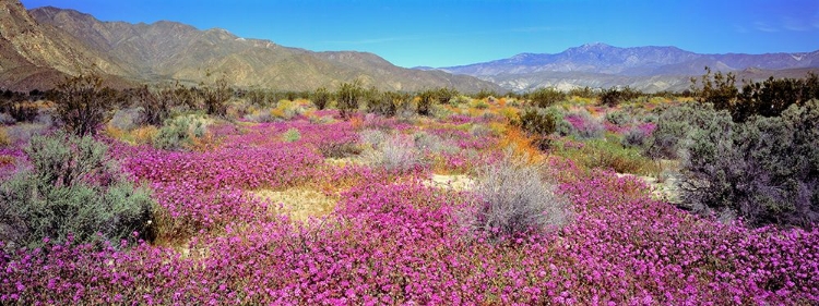 Picture of DESERT WILDFLOWERS