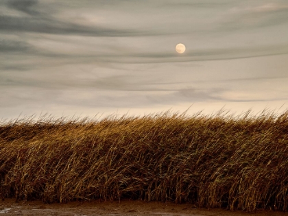 Picture of MISTY MOON