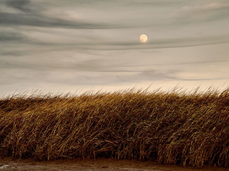 Picture of MISTY MOON