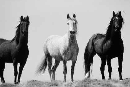Picture of THREE IN THE WILD