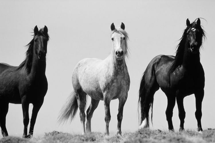 Picture of THREE IN THE WILD