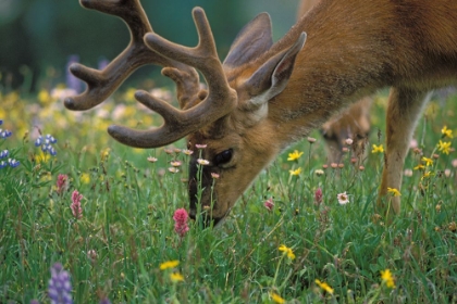 Picture of DEER IN THE MEADOW