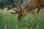 Picture of DEER IN THE MEADOW