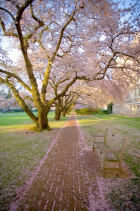 Picture of A PATHWAY OF BLOSSOMS
