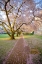 Picture of A PATHWAY OF BLOSSOMS