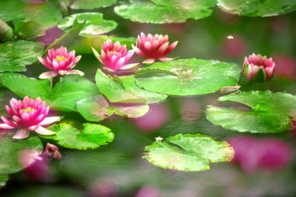 Picture of FLOWERING LILIES