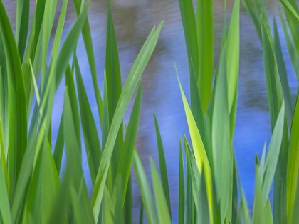 Picture of SPRING RENEWAL
