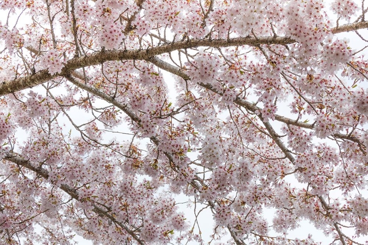 Picture of BLOSSOM TRILOGY I