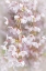 Picture of BLOSSOMING BRANCH I