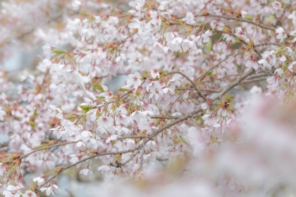 Picture of BLOSSOMING BRANCH II