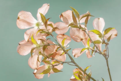Picture of FLORAL IN PEACH COLOR II