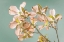 Picture of FLORAL IN PEACH COLOR II