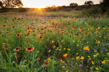 Picture of END OF A SUMMERS DAY