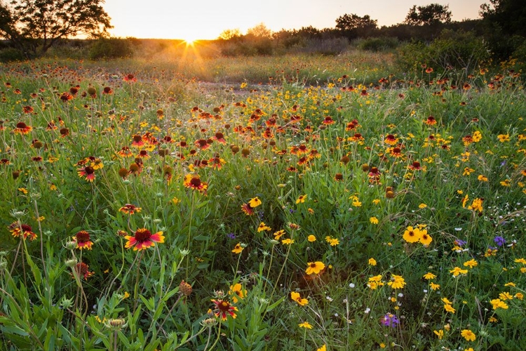 Picture of END OF A SUMMERS DAY