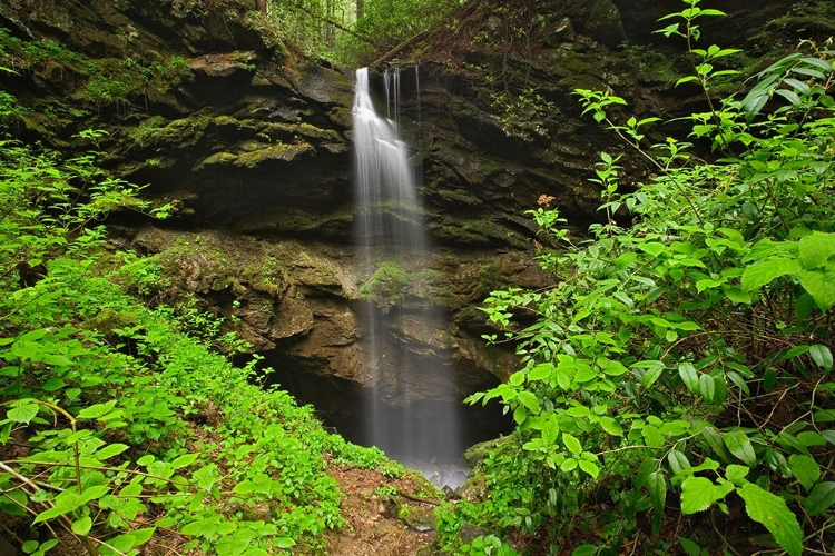 Picture of WOODLAND FALLS