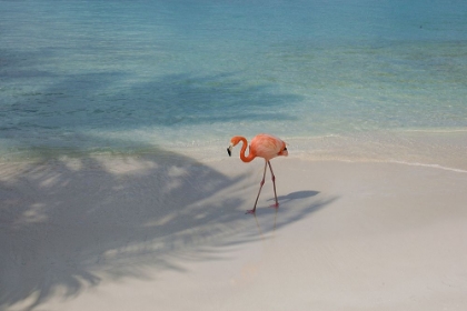 Picture of FLAMINGO STROLL