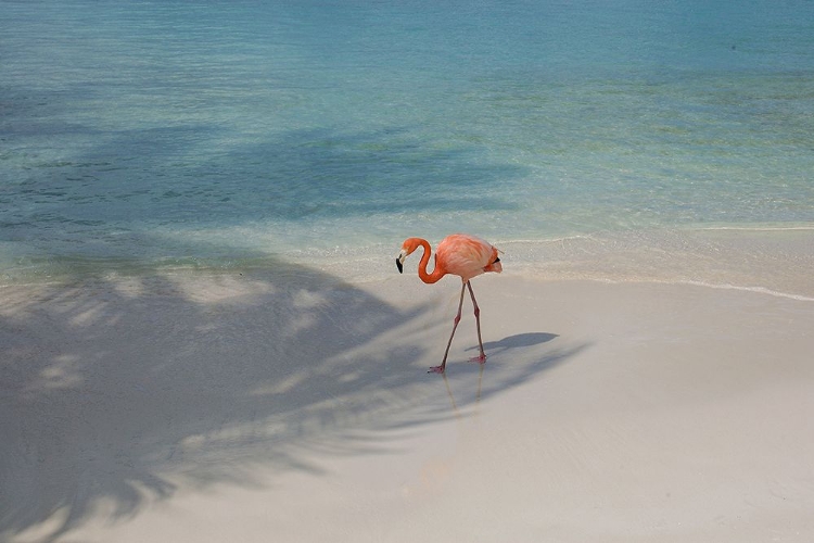 Picture of FLAMINGO STROLL