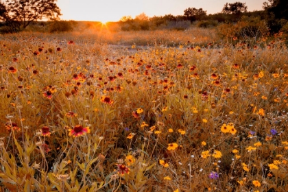 Picture of SUMMER MEMORIES