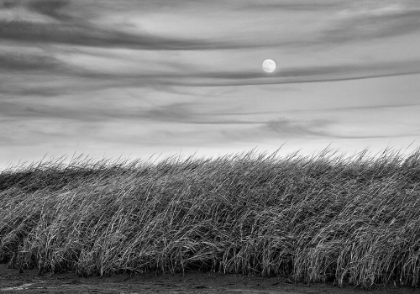 Picture of MOON RISE OVER THE PLAINS