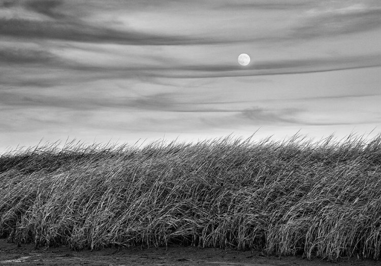 Picture of MOON RISE OVER THE PLAINS