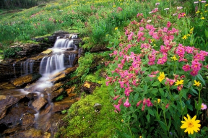 Picture of LUSH MEADOW