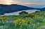Picture of HILLSIDE WILDFLOWERS
