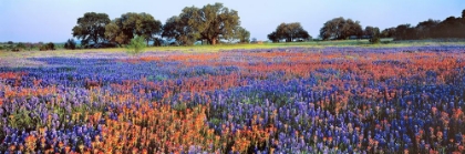 Picture of TEXAS BLUEBONNETS III