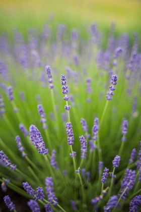 Picture of LAVENDER CLOSE-UP
