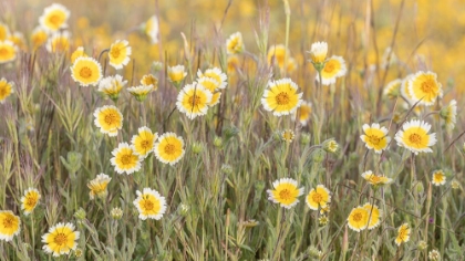 Picture of YELLOW FLOWERS