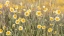 Picture of YELLOW FLOWERS